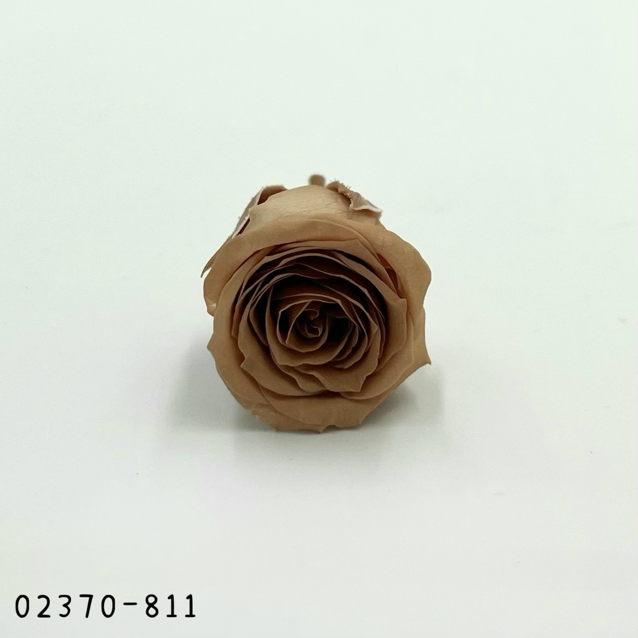 日本不凋迷你玫瑰(24朵) 02370-811