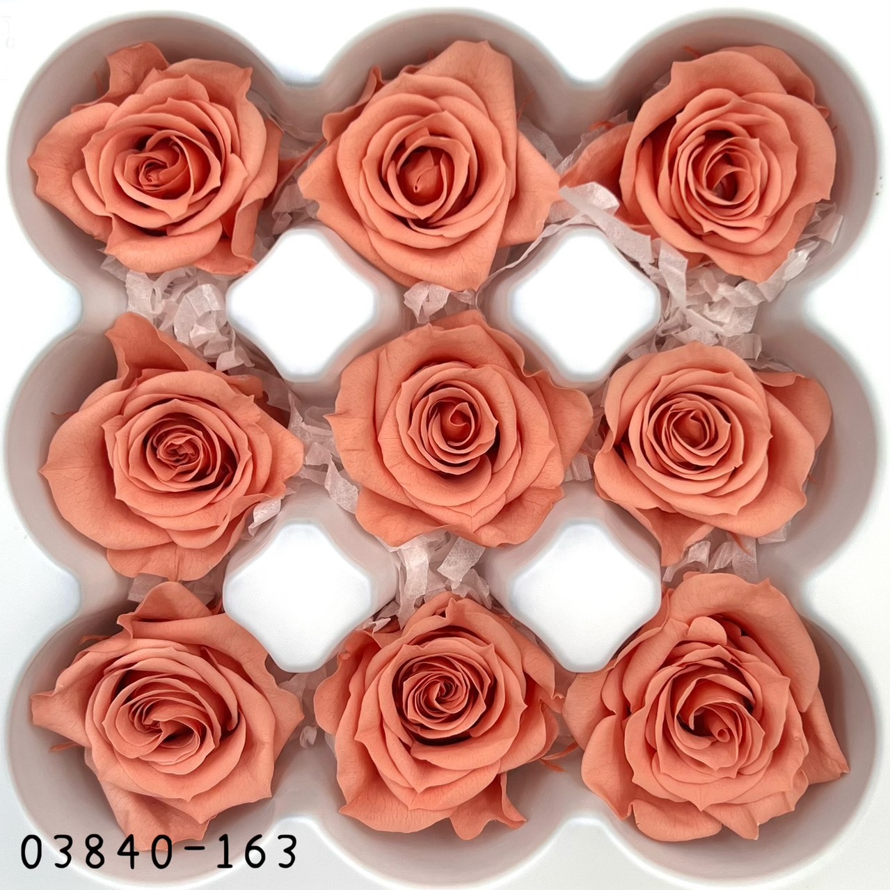 日本不凋小輪玫瑰(9朵) 03840-163