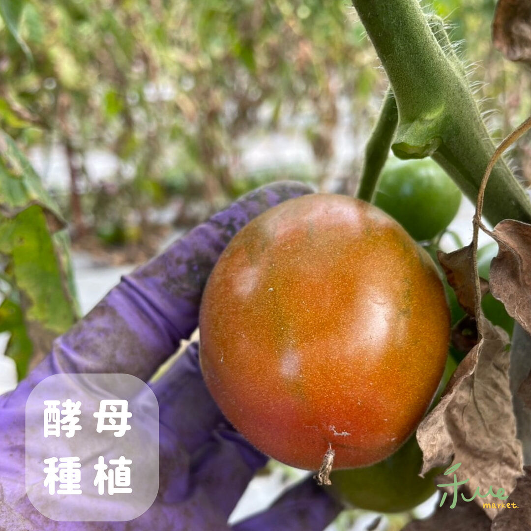 【美濃】酵母黑柿番茄