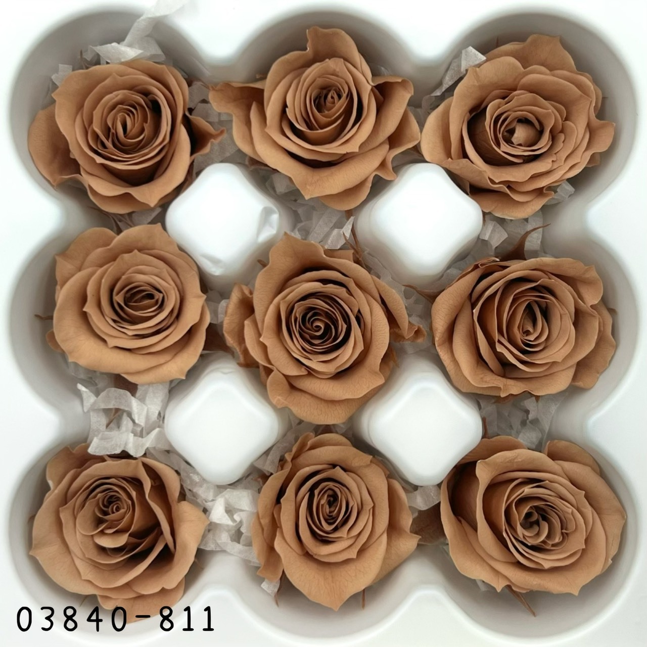 日本不凋小輪玫瑰(9朵) 03840-811