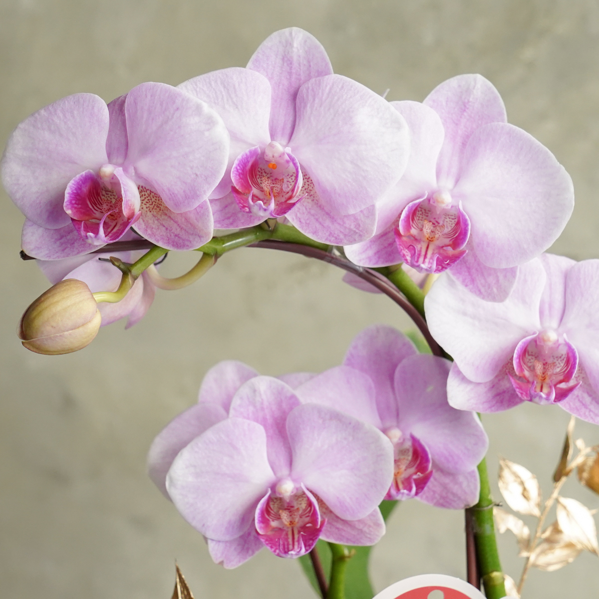 蘭花台北推薦,開幕送蘭花推薦,蘭花外送推薦,台北蘭花開幕推薦1