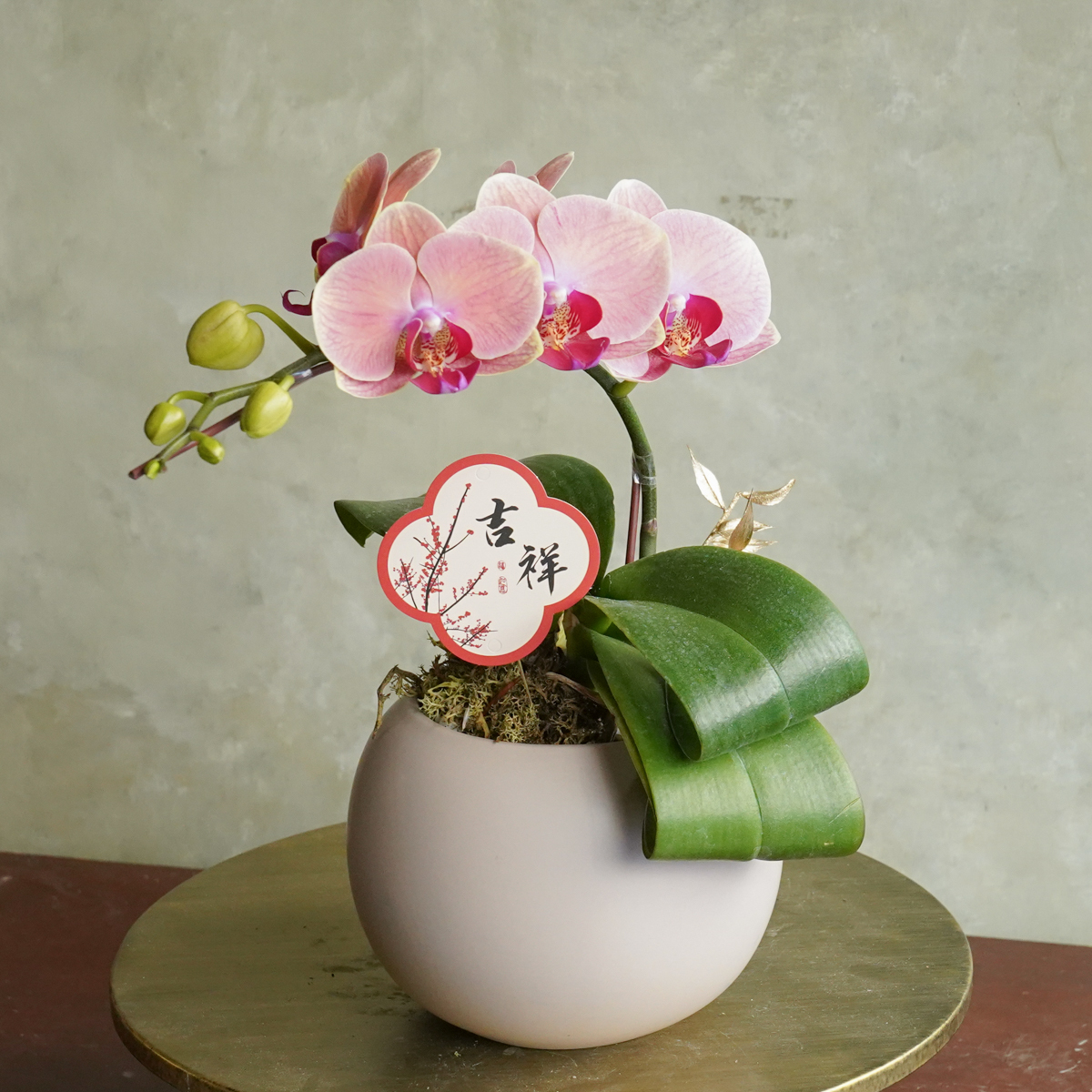 大橘大利,台北蘭花推薦,開幕蘭花哪裡買？,台北蘭花送禮,台北蘭花外送