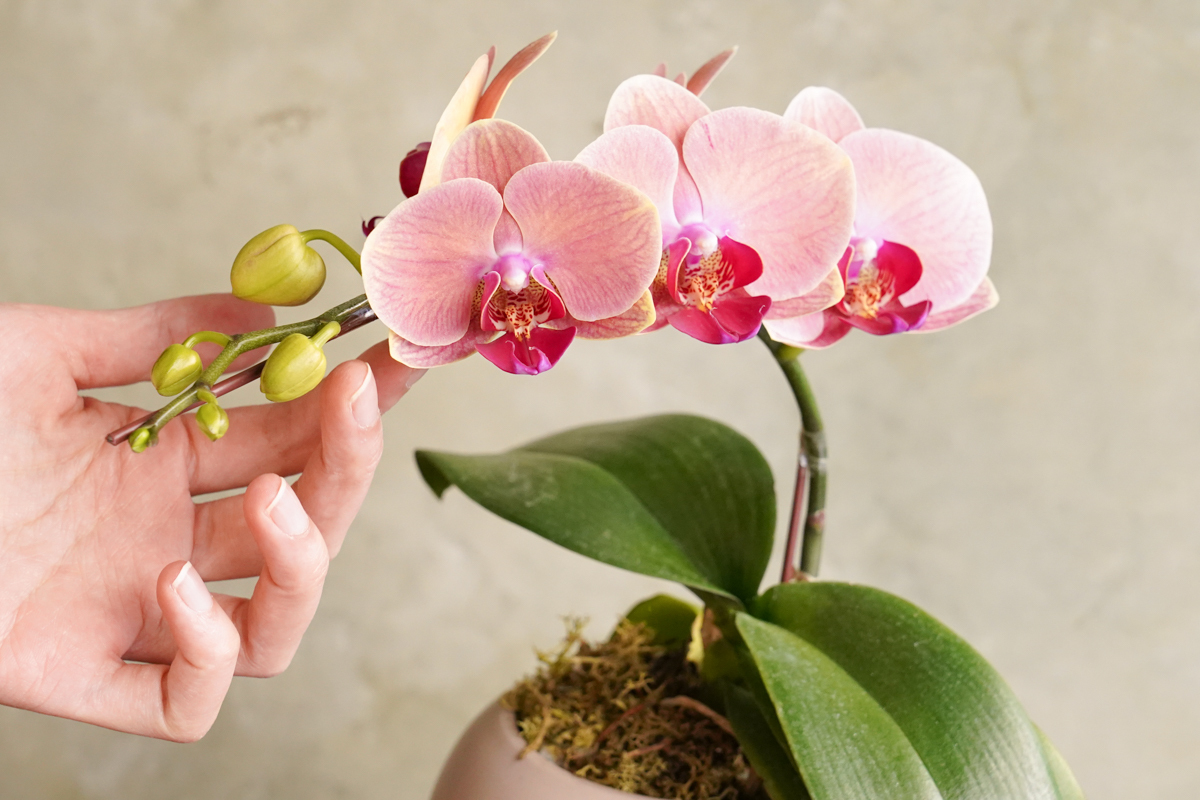 大橘大利,台北蘭花推薦,開幕蘭花哪裡買？,台北蘭花送禮,台北蘭花外送,蘭花特寫