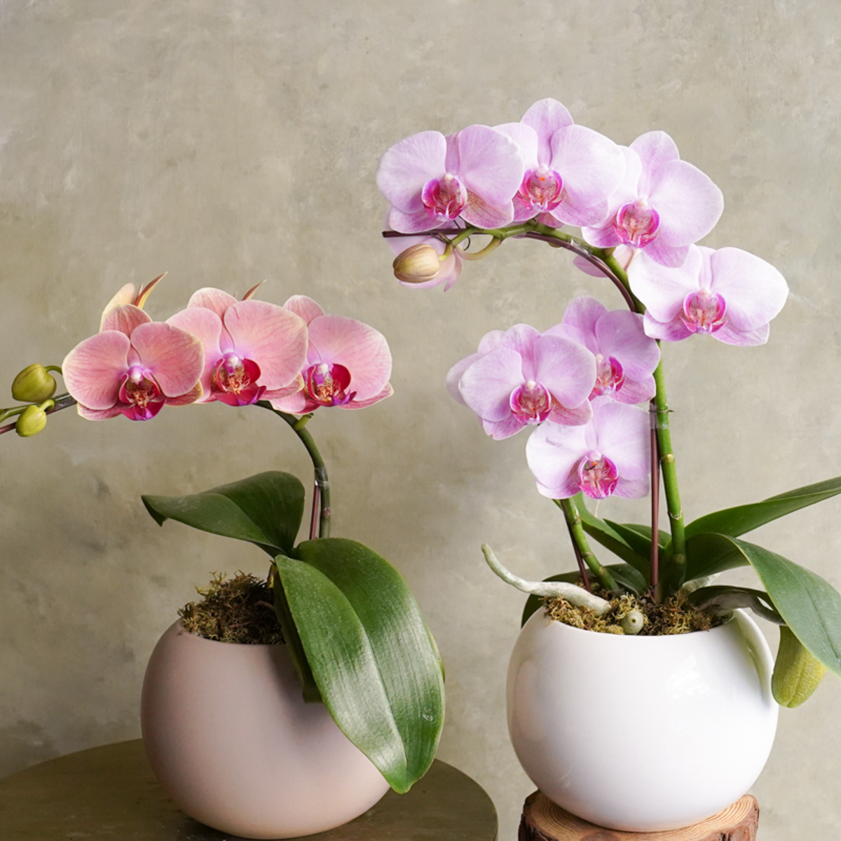 大橘大利,台北蘭花推薦,開幕蘭花哪裡買？,台北蘭花送禮,台北蘭花外送,蘭花特寫34