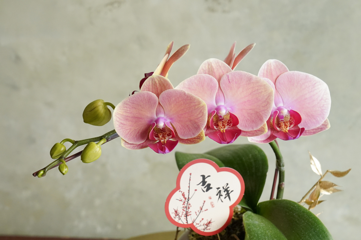 大橘大利,台北蘭花推薦,開幕蘭花哪裡買？,台北蘭花送禮,台北蘭花外送,蘭花特寫3