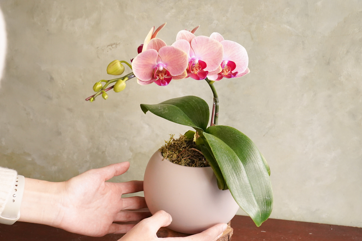 大橘大利,台北蘭花推薦,開幕蘭花哪裡買？,台北蘭花送禮,台北蘭花外送1