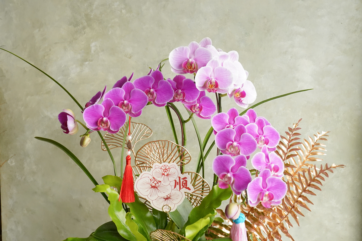 台北蘭花推薦,蘭花外送推薦,蘭花送開幕,開幕蘭花推薦台北,升遷蘭花推薦,蘭花特寫32