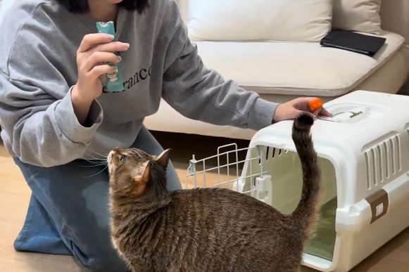 訓練貓進外出籠第一步：用獎勵零食做引導