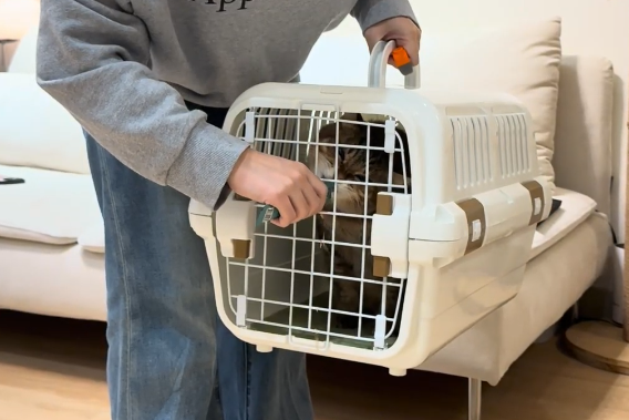 訓練貓進外出籠第3步：貓咪進外出籠後，再提供零食獎勵，給予正向連結。