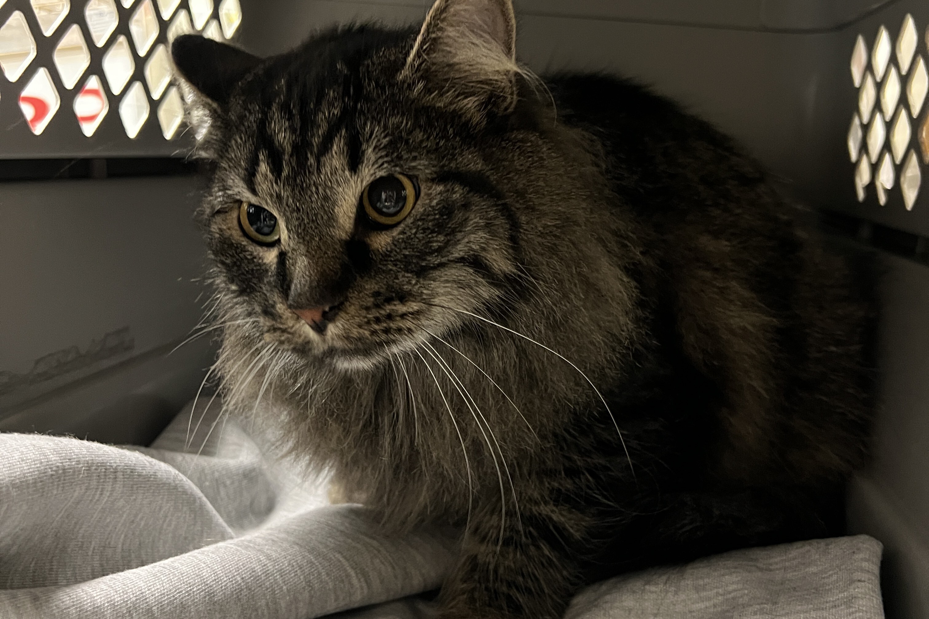 貓咪在外出籠的樣子