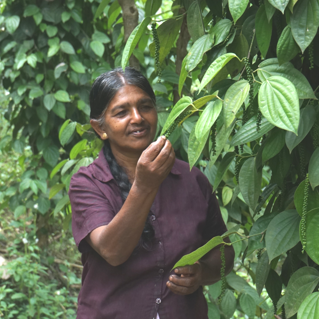 公平點｜斯里蘭卡有機黑椒粒 50g