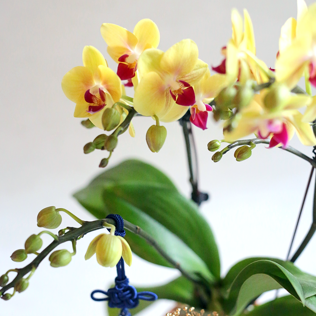 【琬琰】官網限定優惠蝴蝶蘭植栽