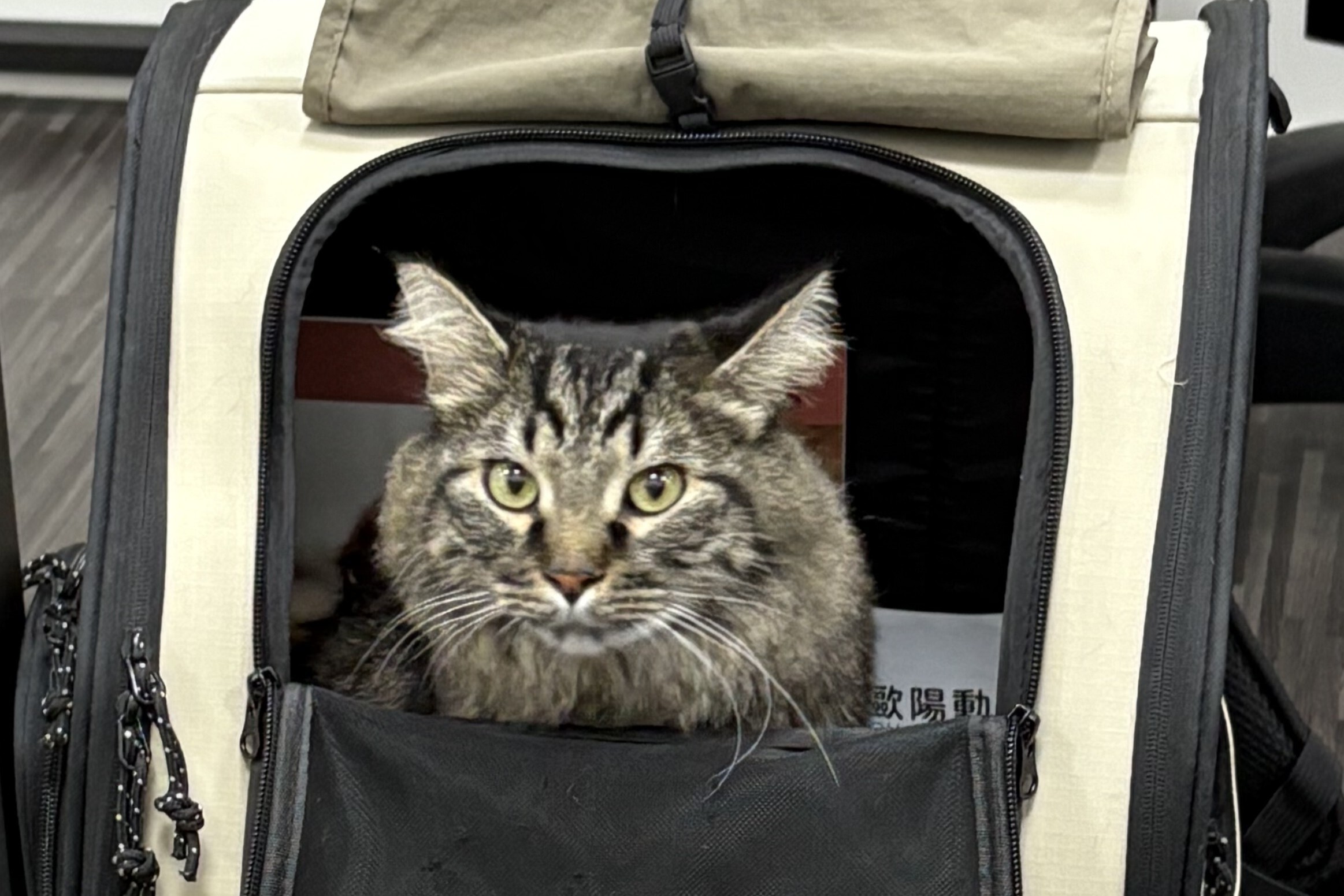貓咪進貓包的照片