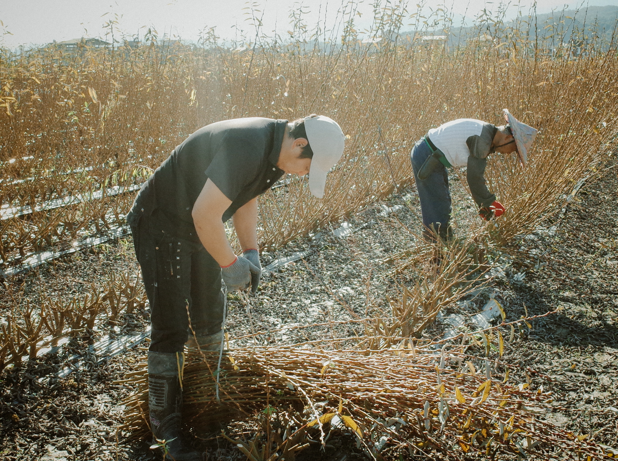 農人在田裡彎著腰採收銀柳。
