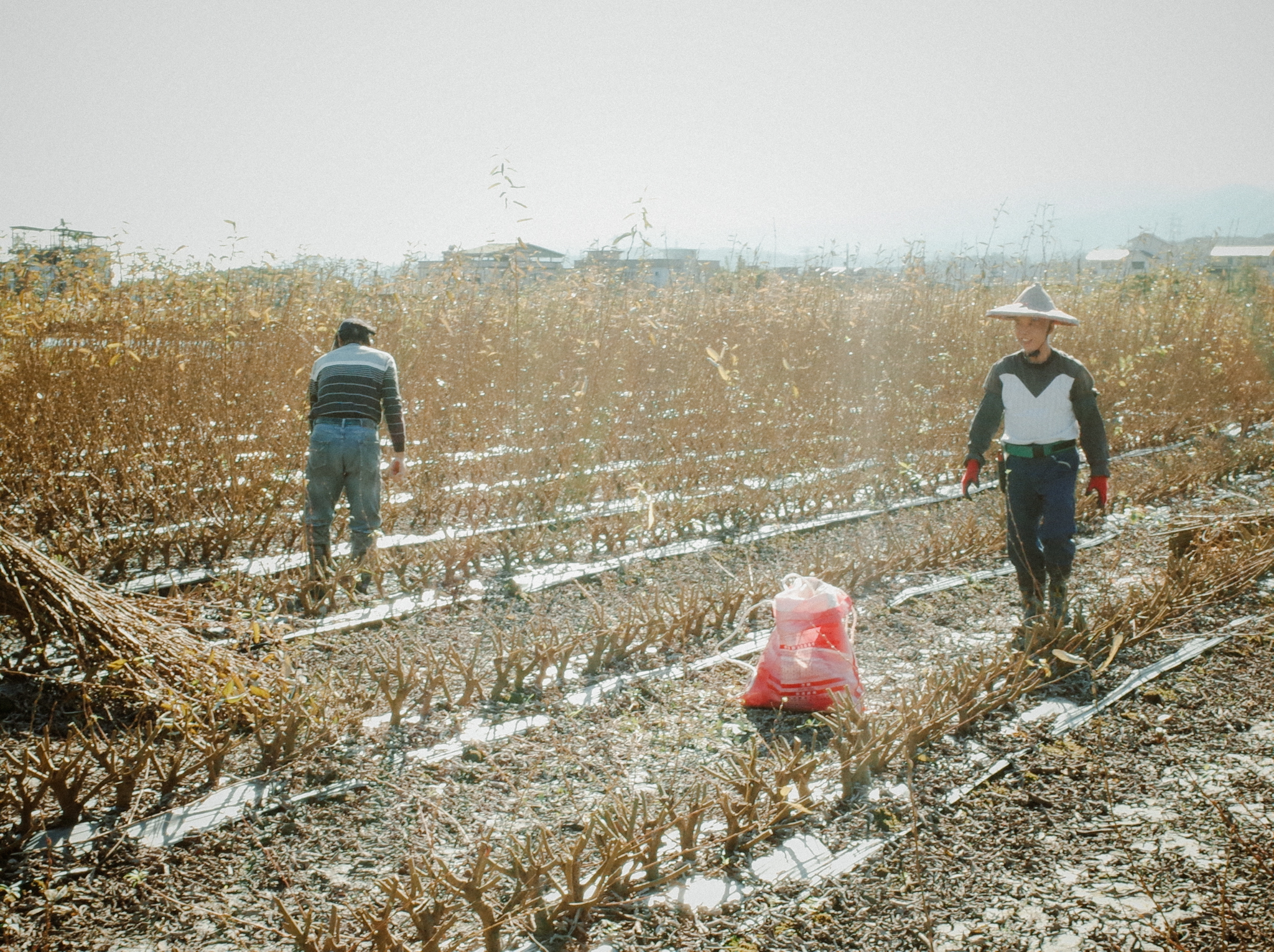 寒冷的冬天清晨，農友們努力的收割這一季的銀柳。