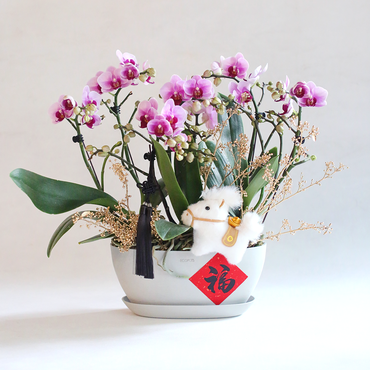 Spring horse Phalaenopsis