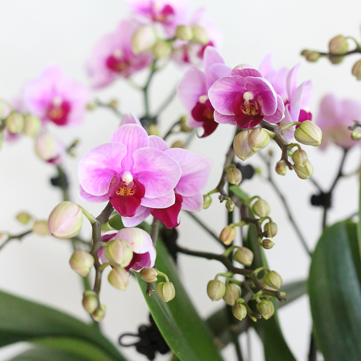 Spring horse Phalaenopsis