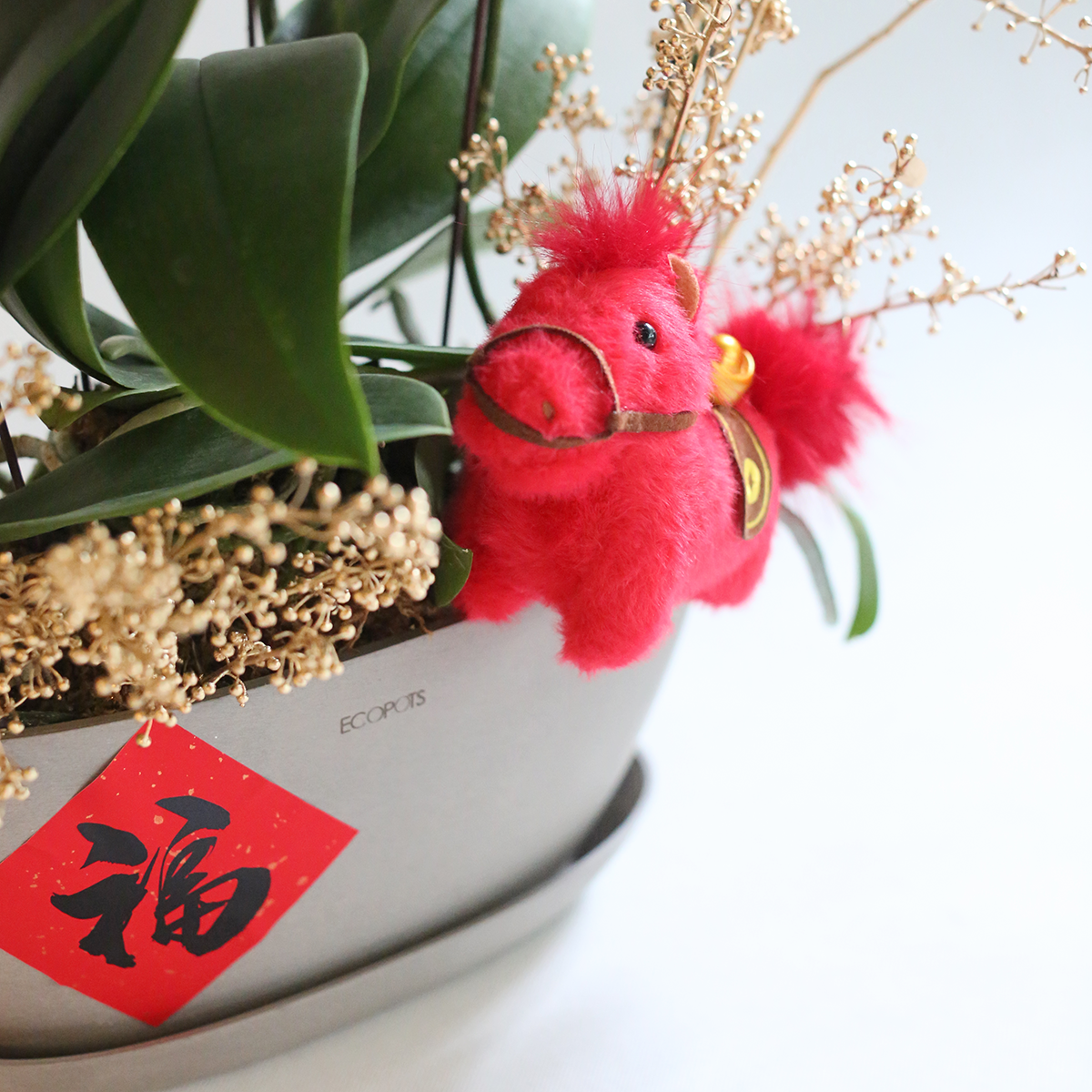 Red horse Phalaenopsis