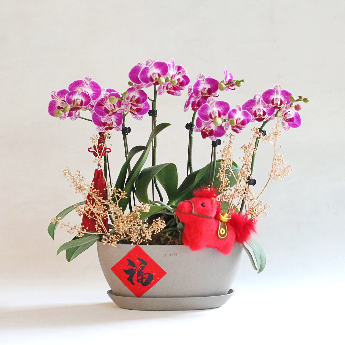 Red horse Phalaenopsis