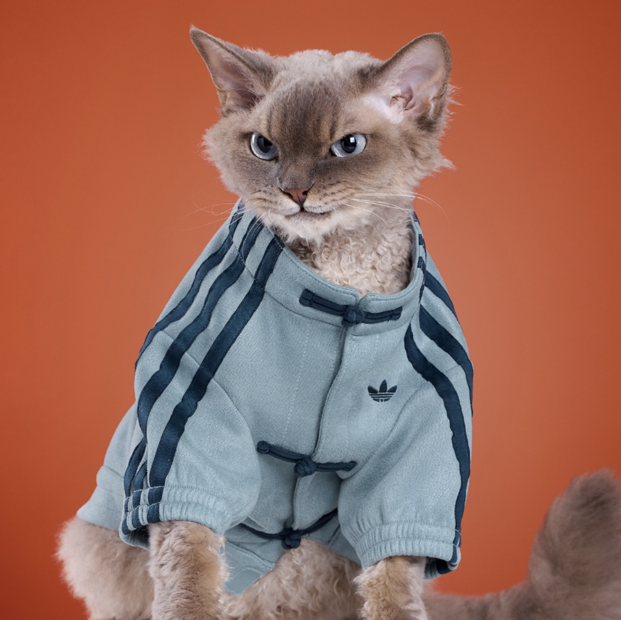 預訂 | Adidas Originals Pet Soft Track Top 寵物 唐裝外套 藍色