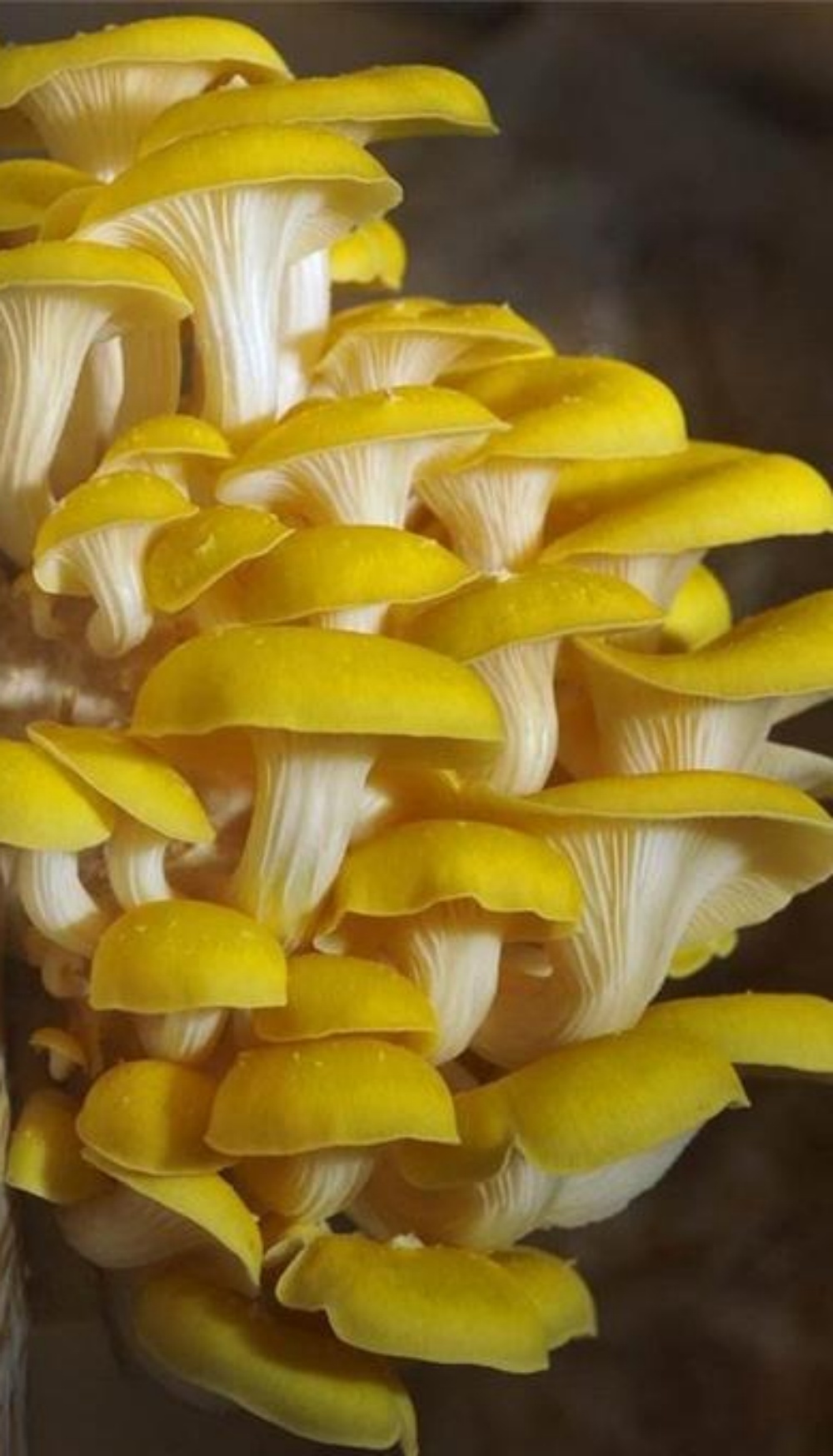 本地有機黃金菇