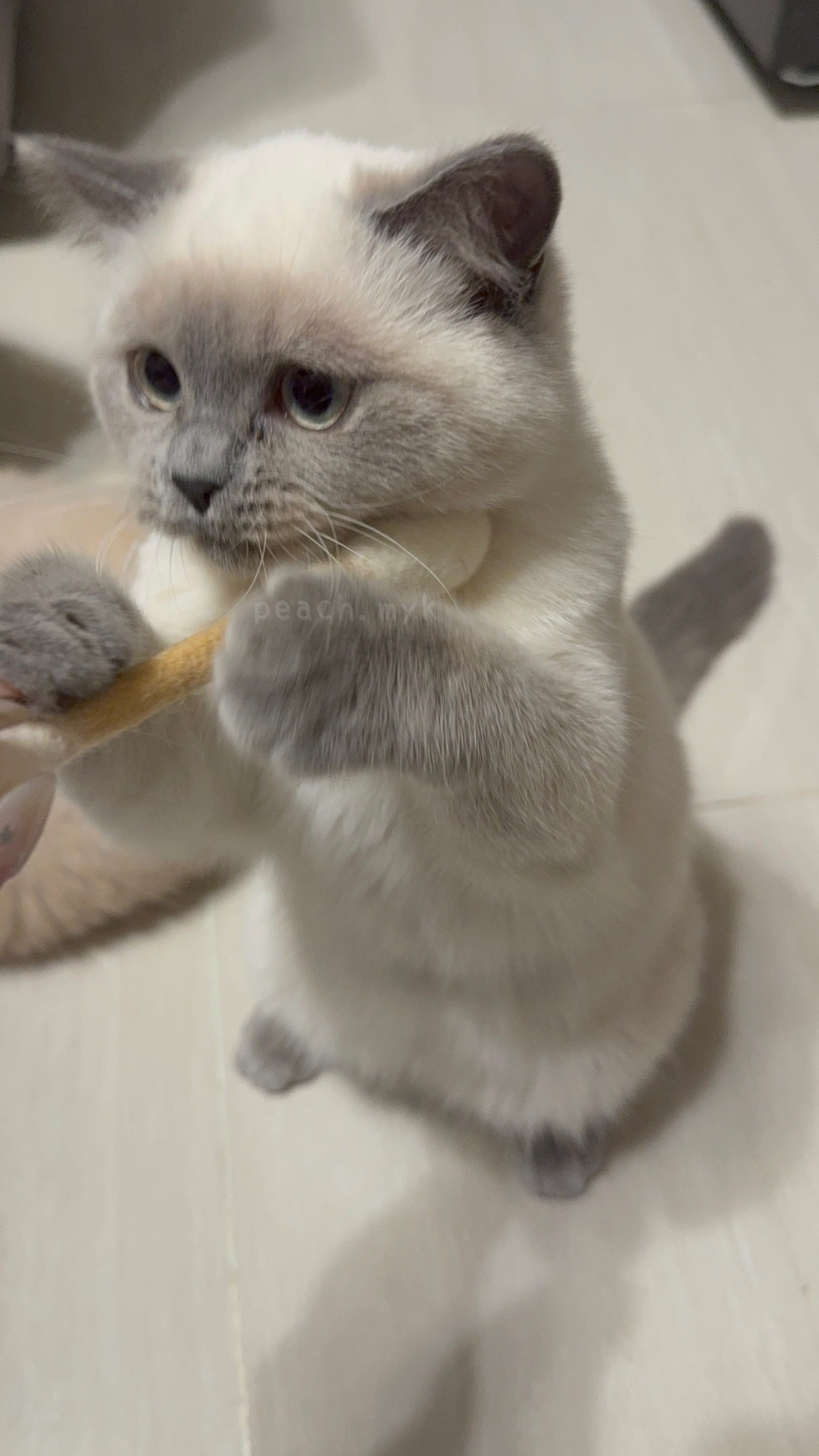 羊毛制貓薄荷棉花棒