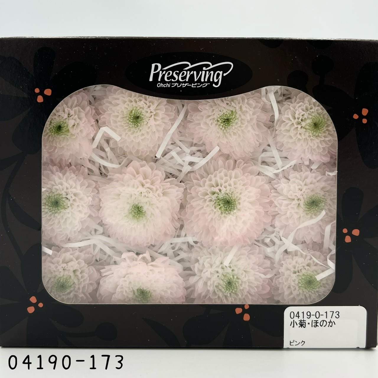 日本不凋雙色小菊(12朵/盒) 04190-173