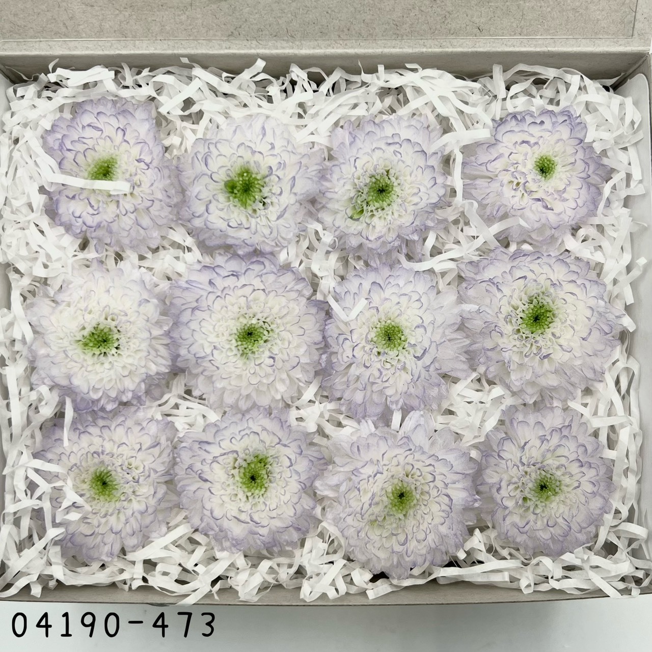 日本不凋雙色小菊(12朵/盒) 04190-473