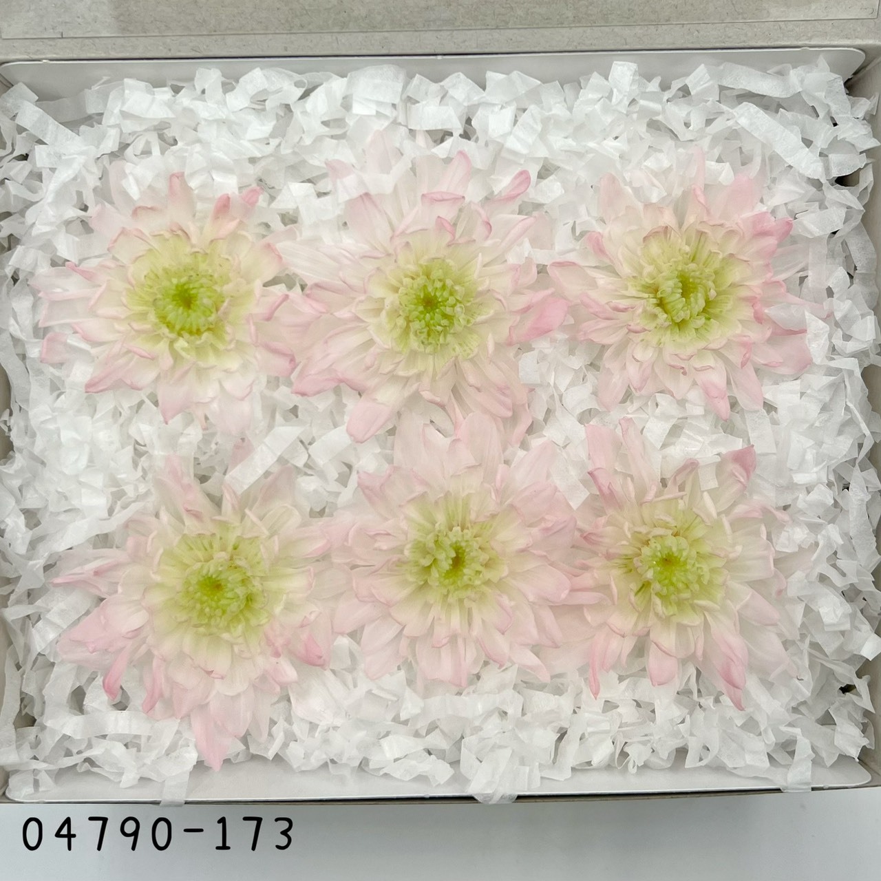 日本不凋菊花(6朵/盒) 04790-173