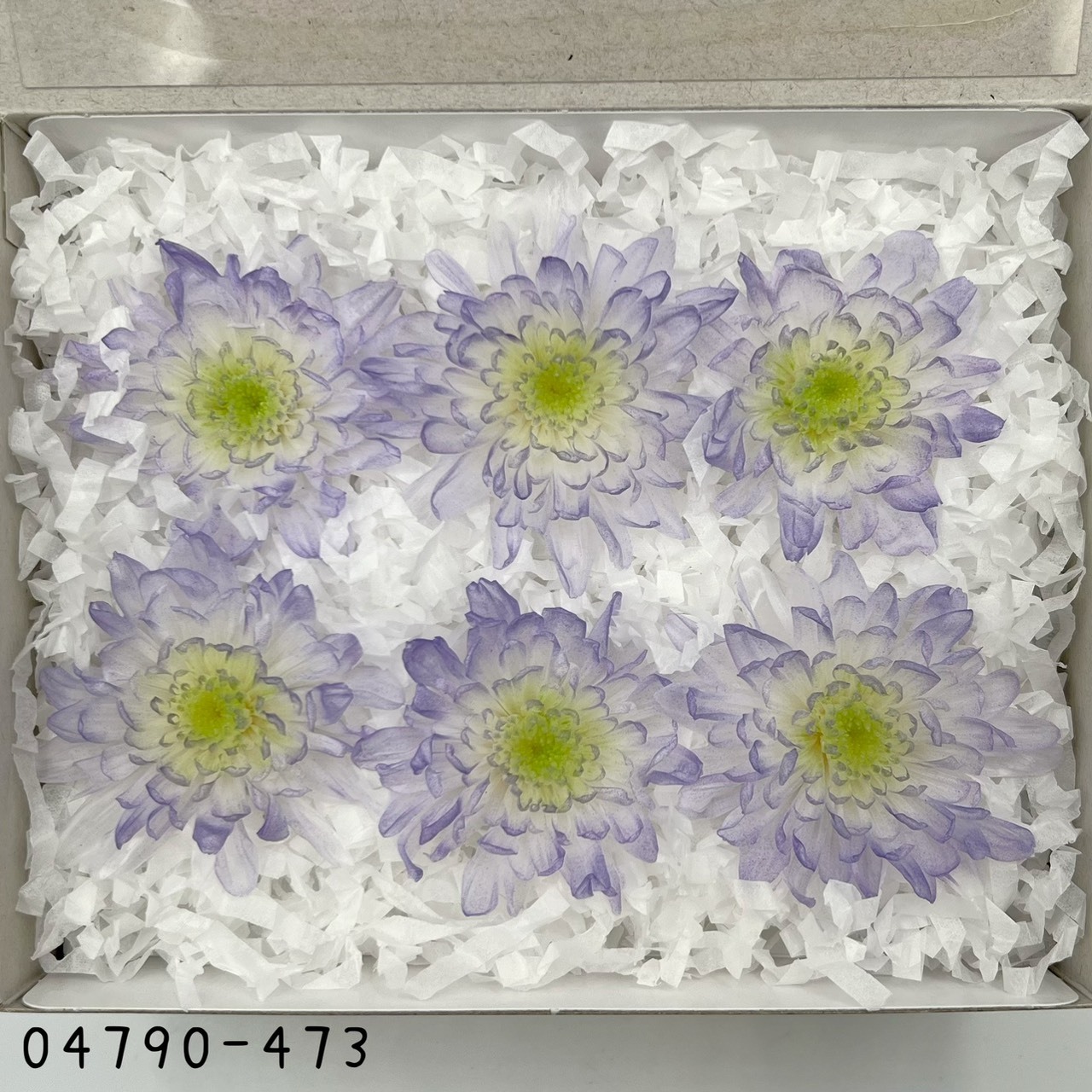 日本不凋菊花(6朵/盒) 04790-473