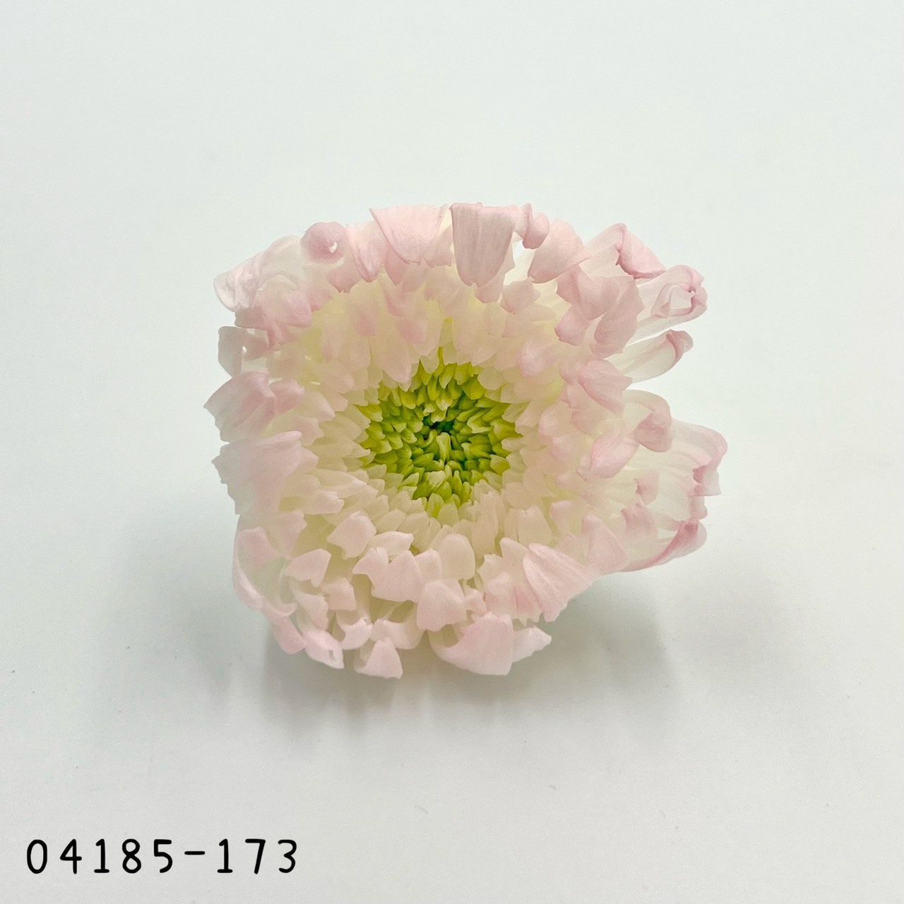 日本不凋雙色輪菊(6朵/盒) 04185-173