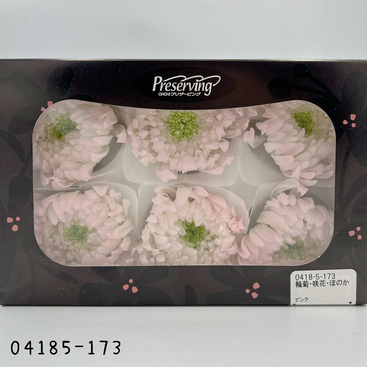 日本不凋雙色輪菊(6朵/盒) 04185-173