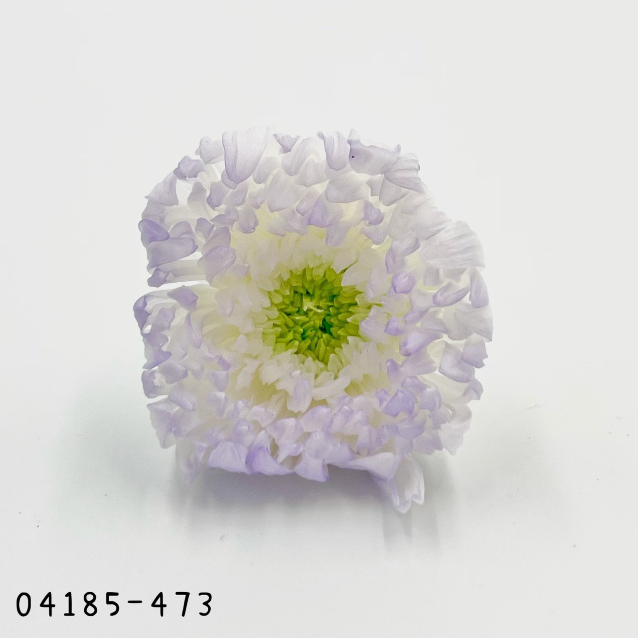 日本不凋雙色輪菊(6朵/盒) 04185-473