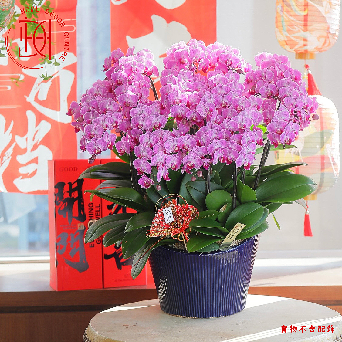 日本蝴蝶蘭-春麗 N26-028-022