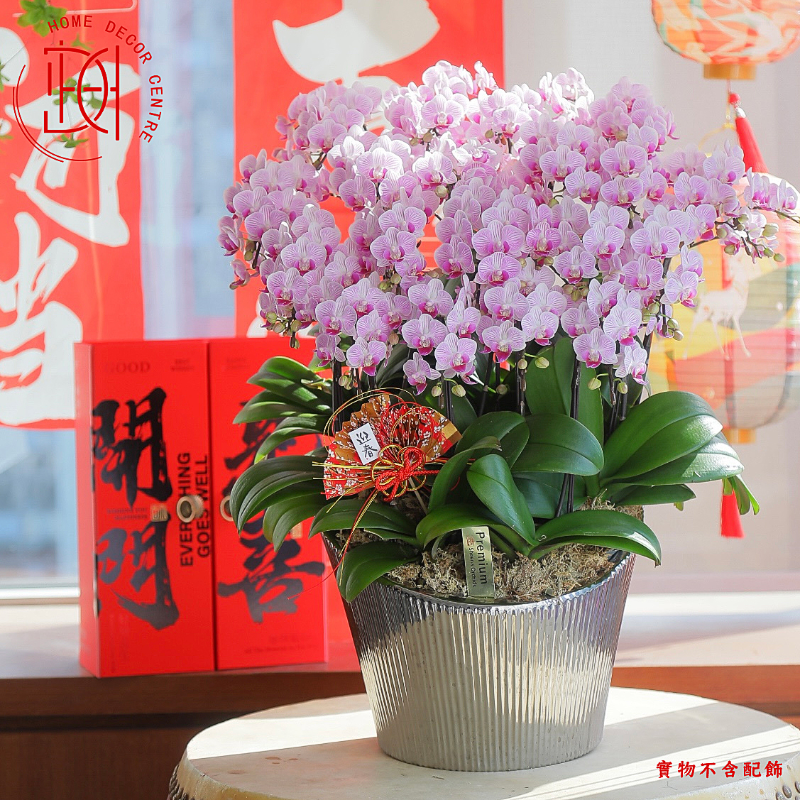 日本蝴蝶蘭-小雨 N26-028-023