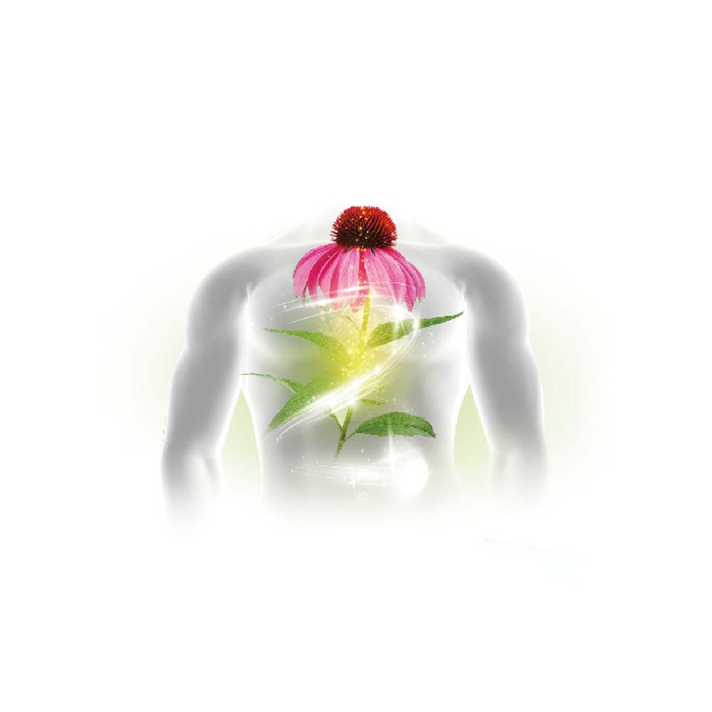 【格萊思美】甘草紫錐花 草本精油粉末 1g*10包