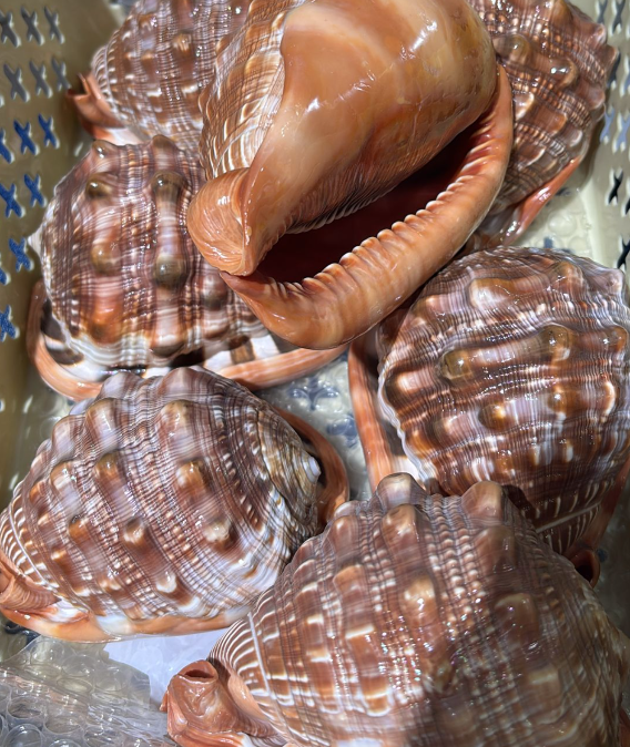 260117 - C8 萬寶螺-原隻深海螺擺件（中）（預訂款1月底到貨）