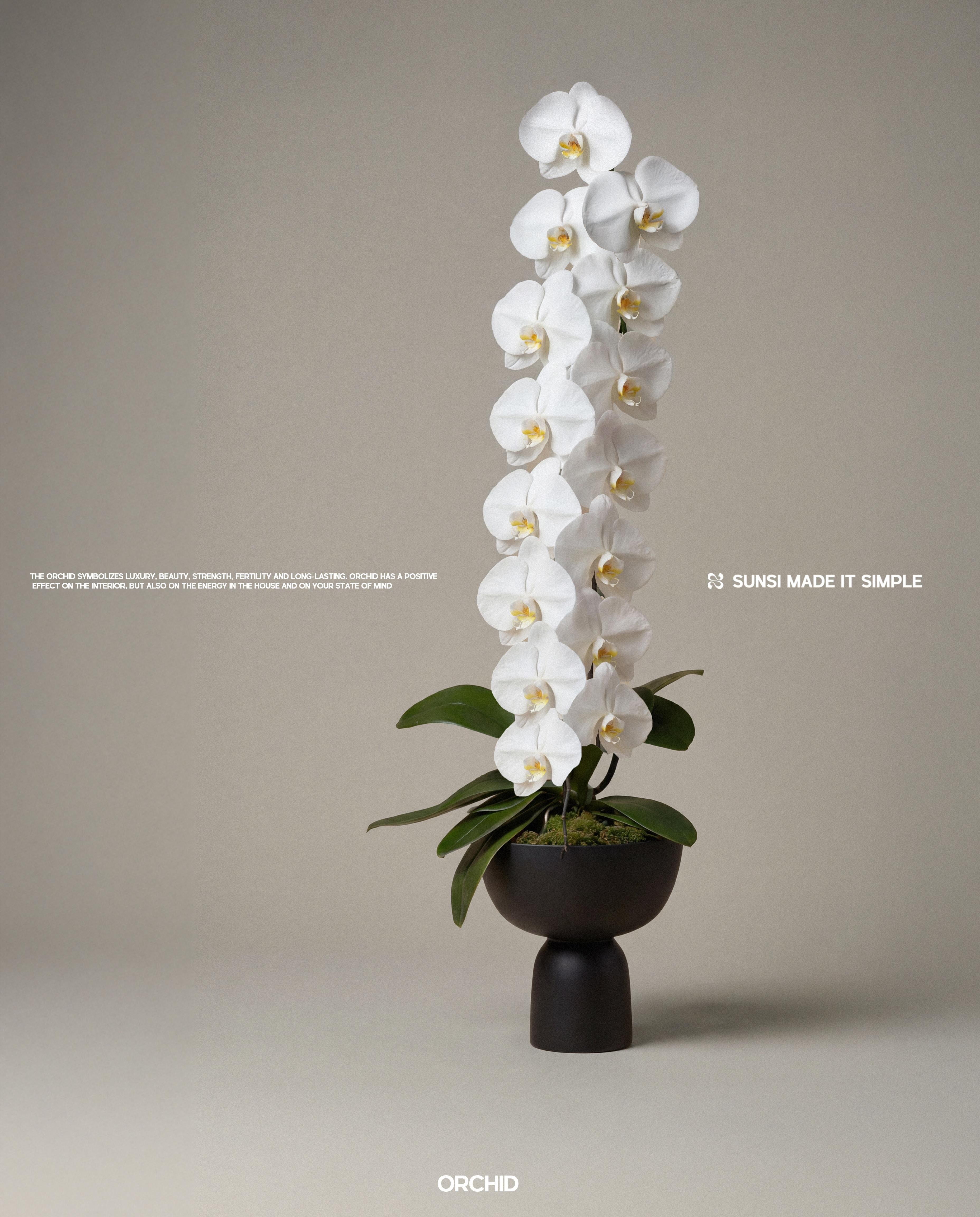 🇯🇵日本大花 一 純白/純粉