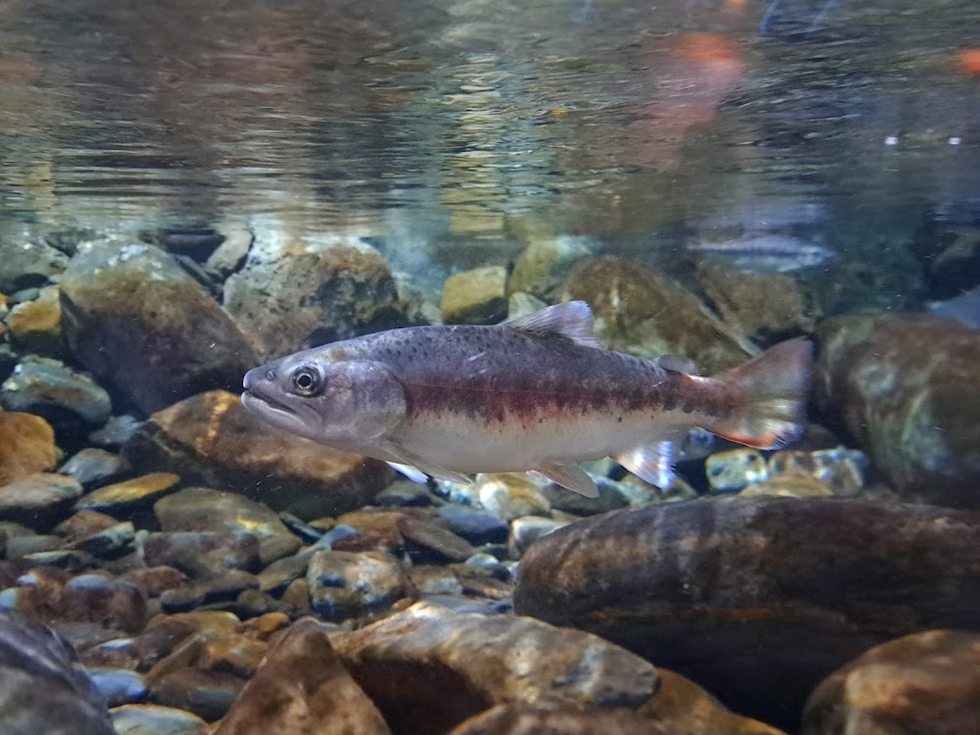 武陵農場是國寶魚「櫻花鉤吻鮭」的重要棲地，也是全台唯一能近距離認識牠們的生態中心所在地。