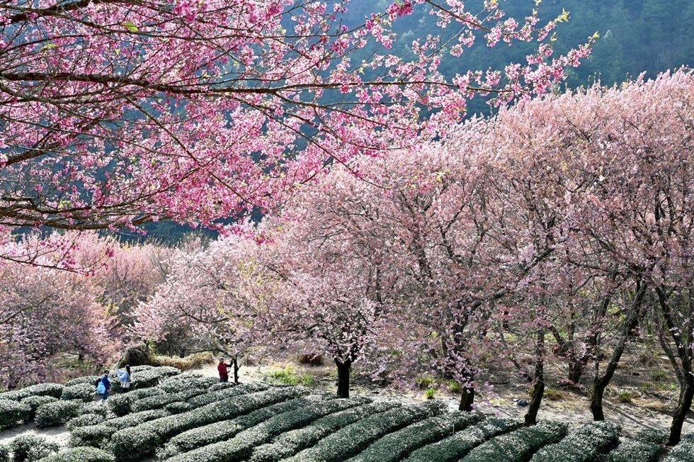 武陵農場每年的櫻花季是農場最受矚目的時刻，超過兩萬株、十多個品種的櫻花（如著名的紅粉佳人）會將山谷染成一片粉紅。