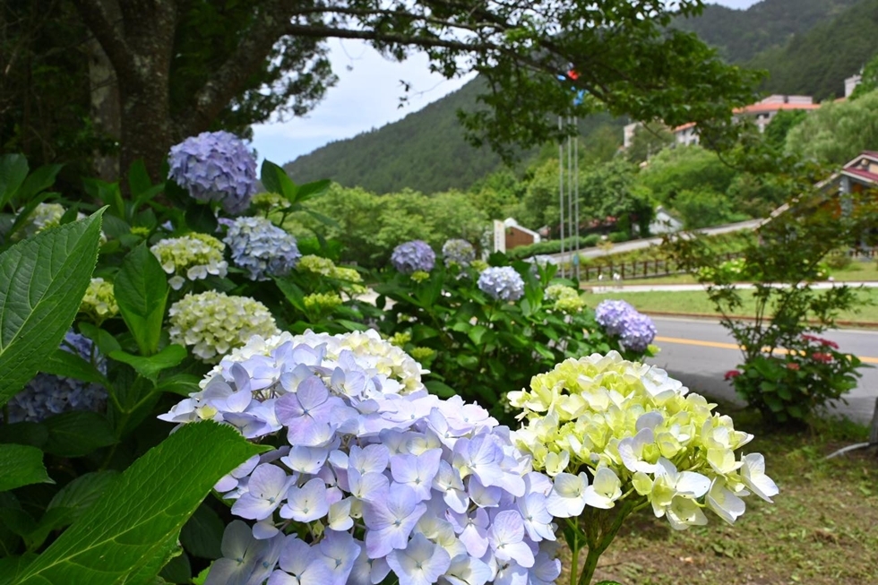 武陵農場的高山環境孕育出巨大的繡球花，花球直徑甚至比人頭還大。