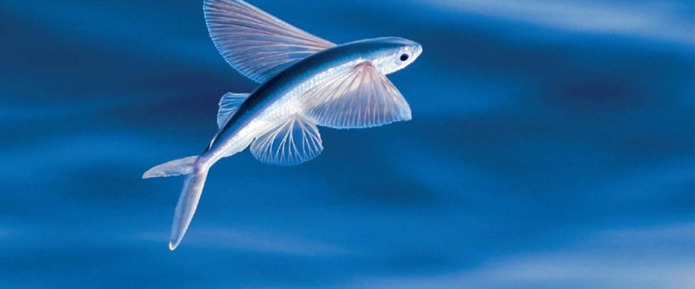 相傳飛魚季的由來是「黑翅飛魚」化身為人，託夢給部落的首領，並承諾只要遵守規定，每年春天祂會帶著族群準時回到島嶼