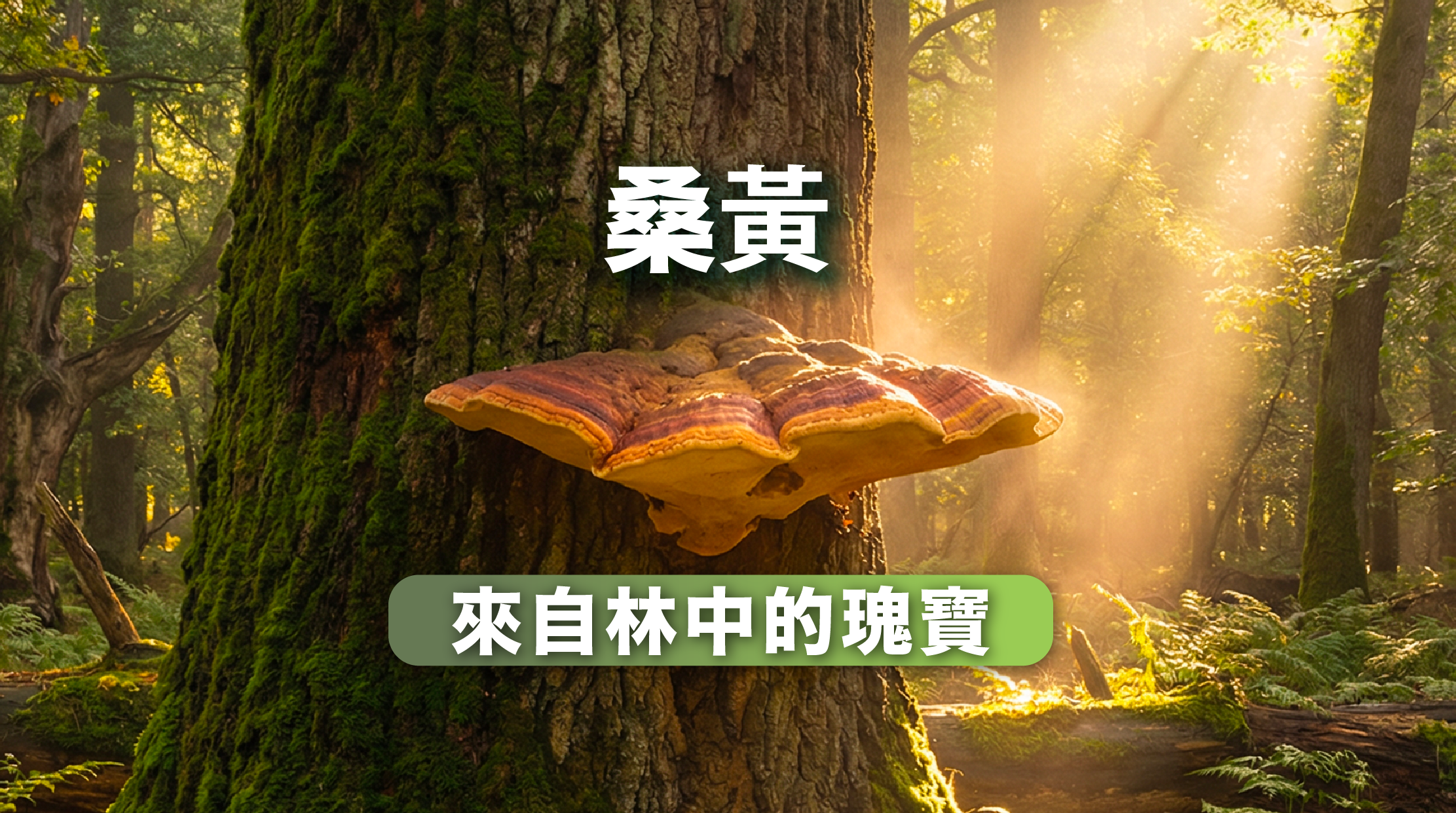 桑黃：來自林中的瑰寶    桑黃，又稱桑耳，是一種寄生於桑樹上的真菌，其對於健康的益處在傳統中醫中已被認可。近年來，科學研究也開始重視桑黃在抗頑領域的潛力。