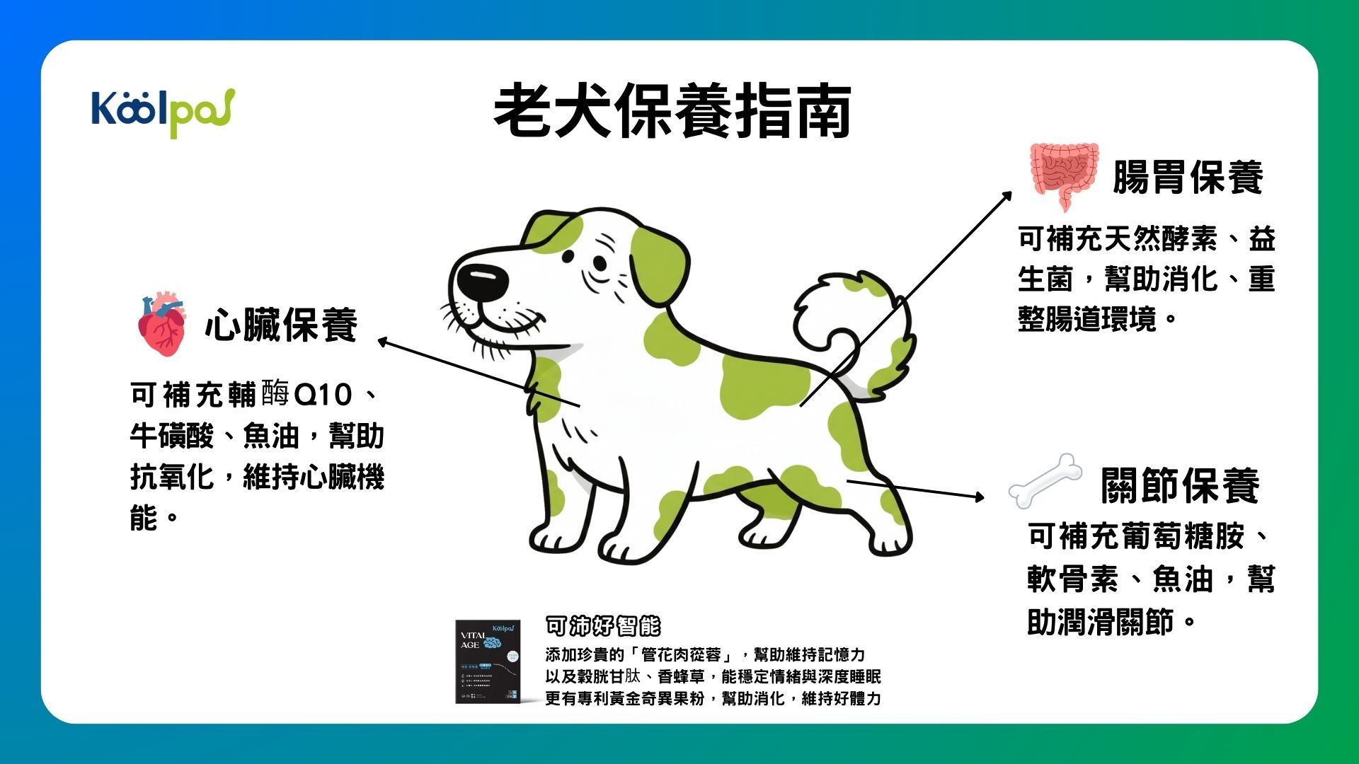 老狗照顧，從環境到飲食都需要調整