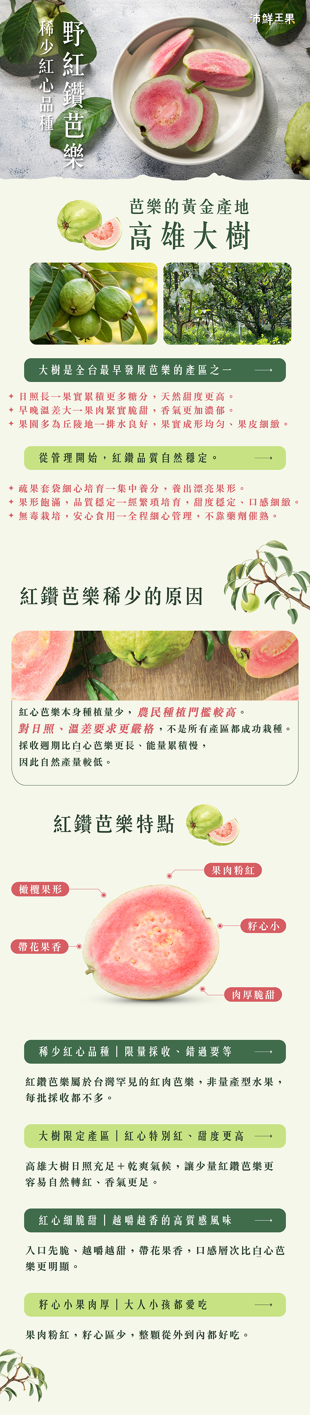 紅鑽,紅鑽芭樂,紅寶石芭樂,紅心芭樂,紅寶石,紅心,產地,直送,現採,彰化,百香果,都香,都香三號,都香3號,大樹,甜,禮盒,水果,老欉,文旦,麻豆,台南,產地,直送,現採,中秋,團圓,月餅,果肉,多汁,柚子,屏東,梨山甘露梨,梨山,甘露梨,梨,卓蘭甘露梨,葡萄,巨峰,巨峰葡萄,大樹,屏東