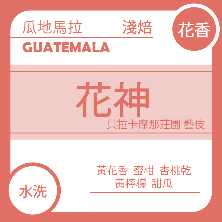 團C【瓜地馬拉 安提瓜 花神 貝拉卡摩娜】一月單品