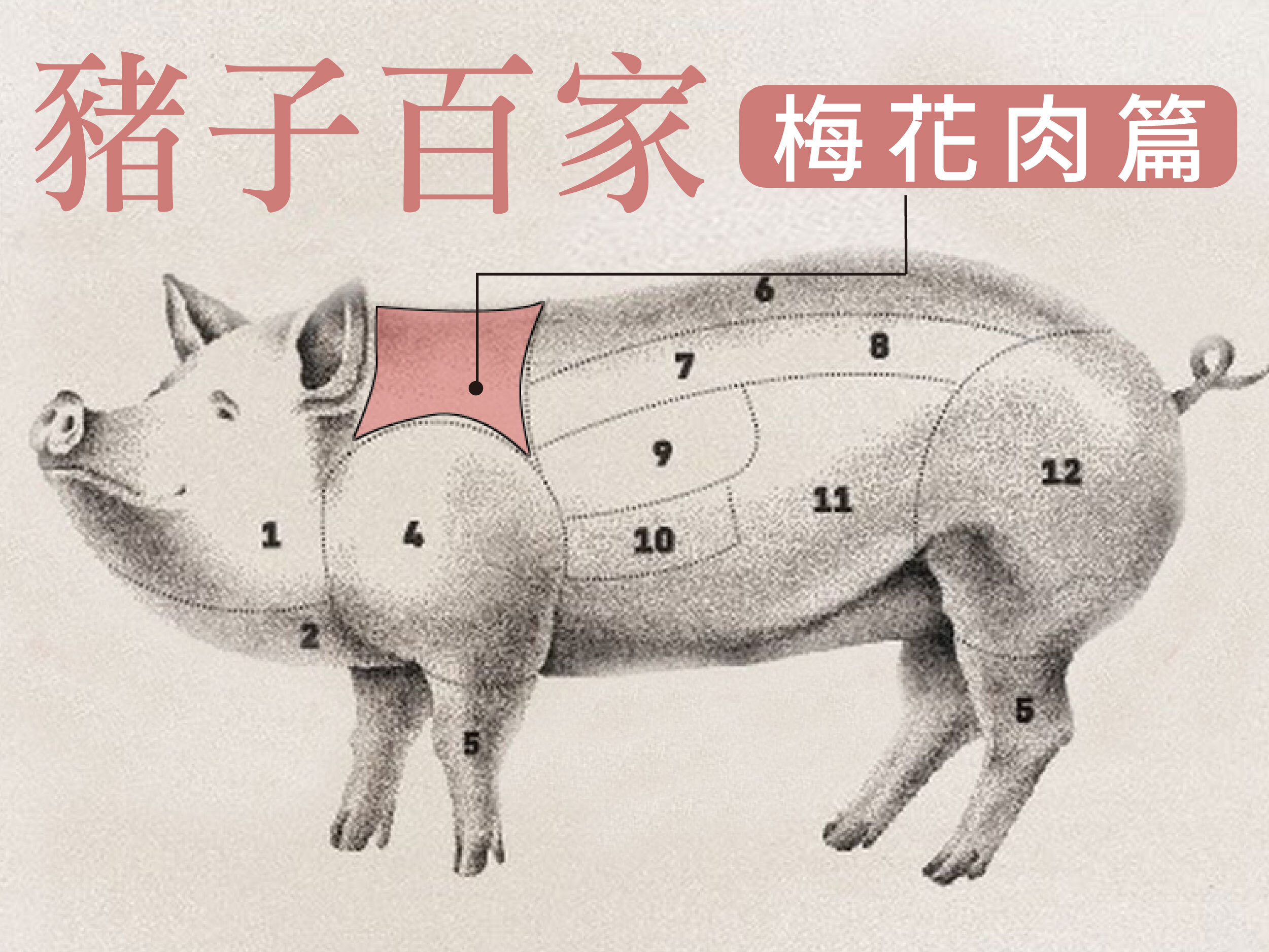 豬子百家-梅花肉篇