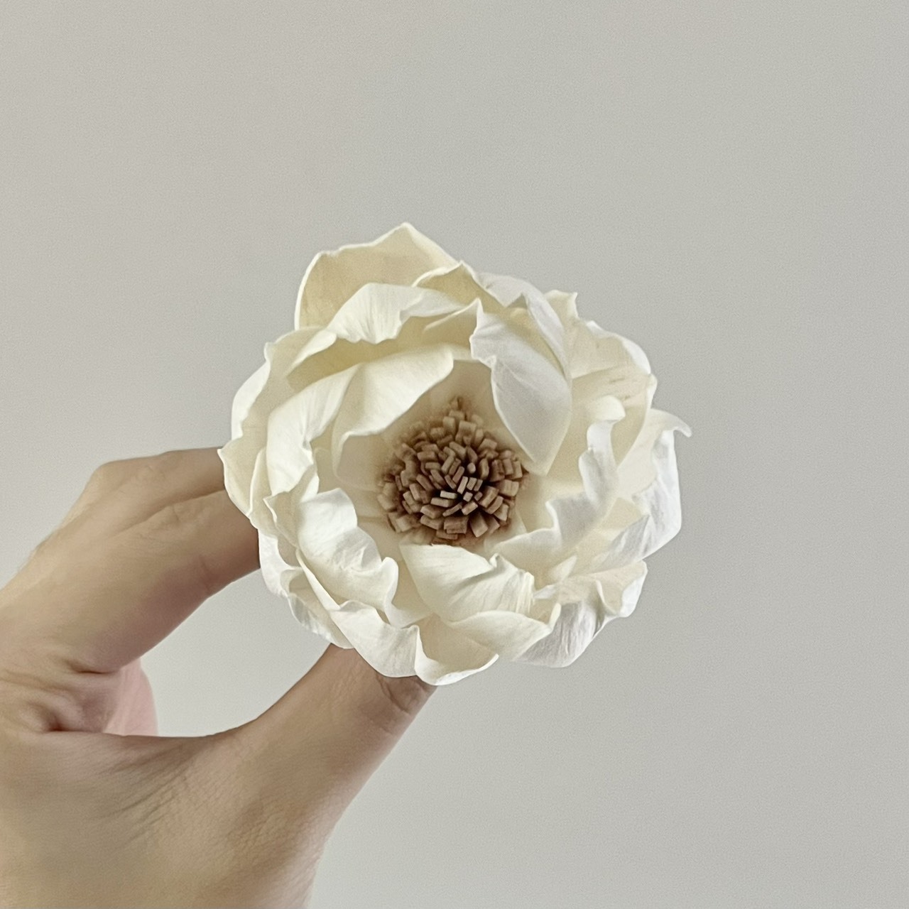 泰國索拉花 牡丹(咖啡心) 6CM  <十支一把>  (高品質)