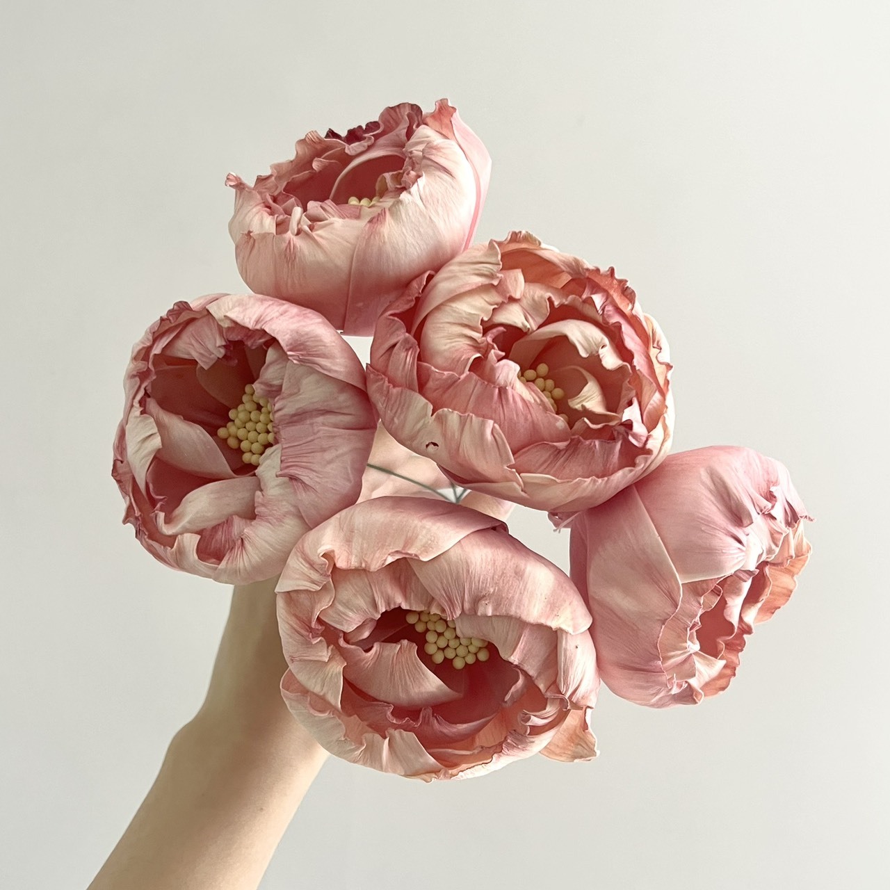 泰國索拉花 水染牡丹8CM(2色)<5支一把> (高品質)