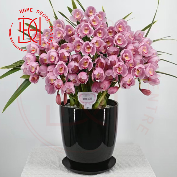 大花蕙蘭金邊福娘-N26-021